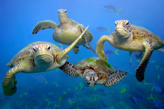 Green turtles (Chelonia mydas) swimming in the Great Barrier Reef, Queensland.
