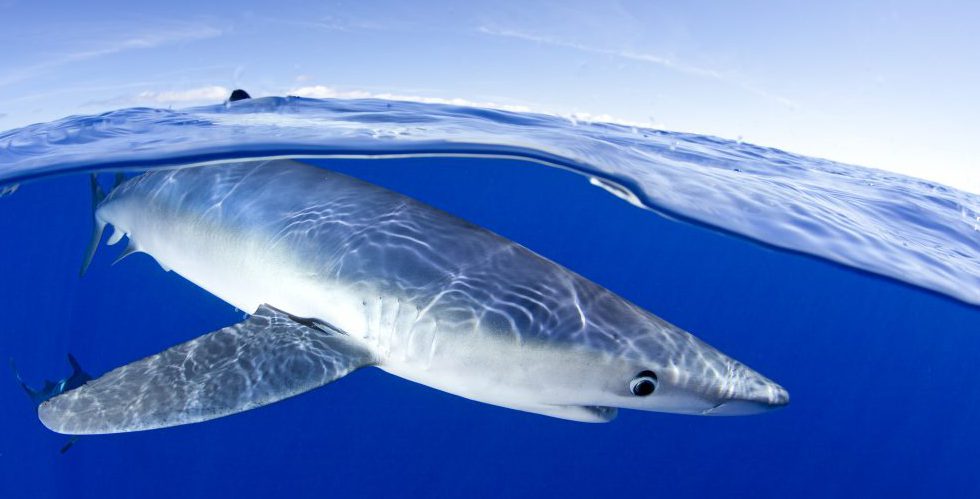 Blåhaj sedd från sidan