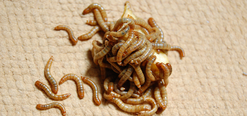 Mjölmaskar i en stor hög