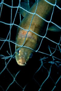 En ål fast i fiskenät