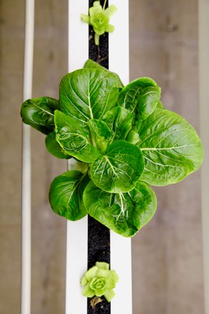 Gröna plantor i rad på höjden