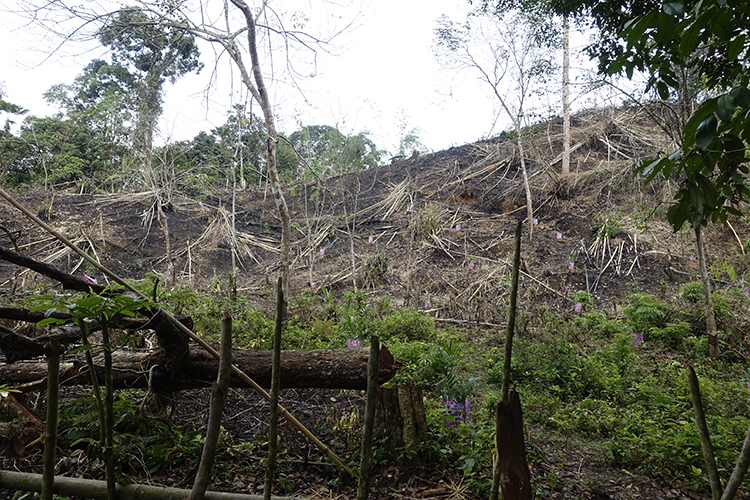 Skövlat skodsområde