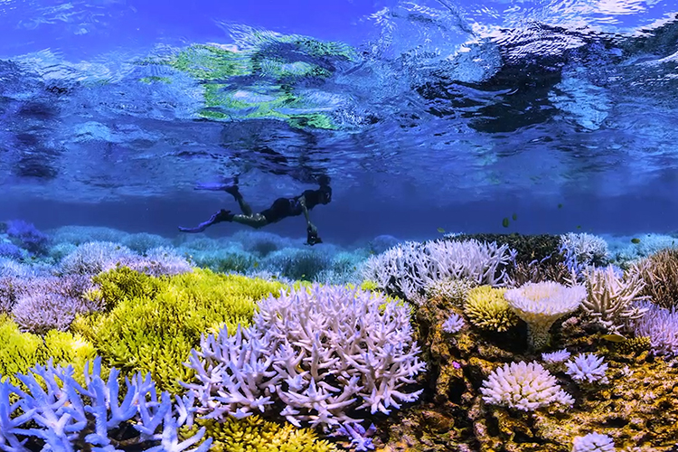 En dykare över korallrev