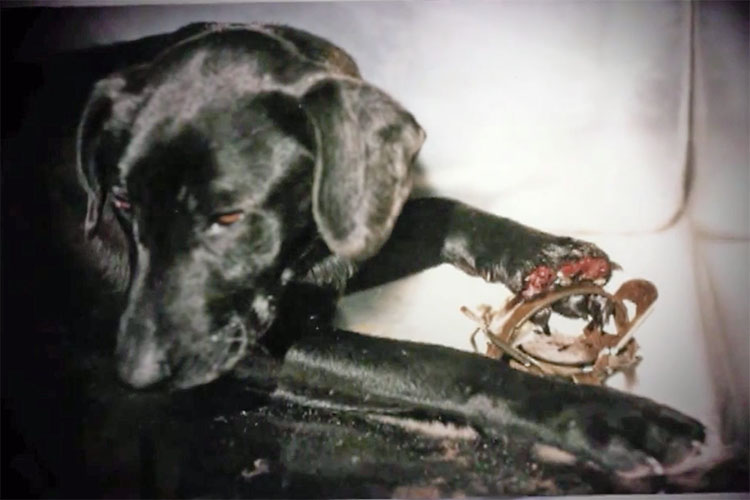 Hundvalp med ena tassen krossad i en metallklämma