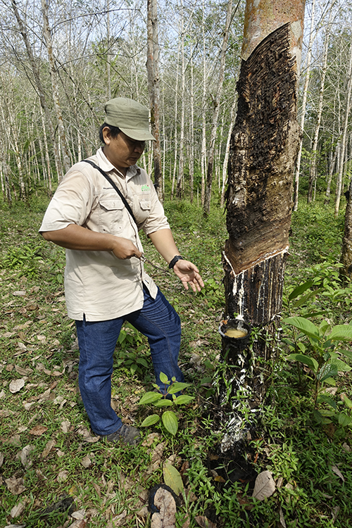 En man vid ett träd som tappas på sav