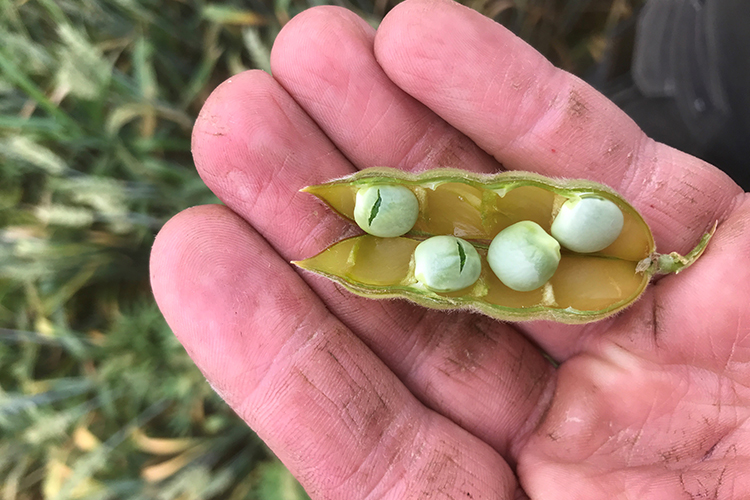 Lupinbönor i en hand